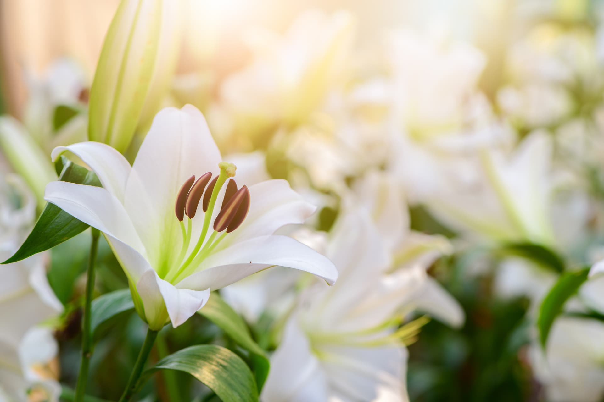 Lirios, tu floristería en Verín